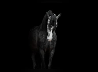 PRE Mestizo, Caballo castrado, 6 años, 167 cm, Tordo