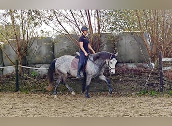 PRE Mestizo, Caballo castrado, 6 años, 167 cm, Tordo