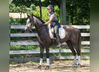 PRE Mestizo, Caballo castrado, 6 años, 167 cm, Tordo rodado