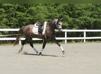 PRE Mestizo, Caballo castrado, 6 años, 167 cm, Tordo rodado