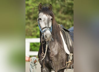 PRE Mestizo, Caballo castrado, 6 años, 167 cm, Tordo rodado