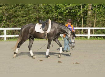 PRE Mestizo, Caballo castrado, 6 años, 167 cm, Tordo rodado