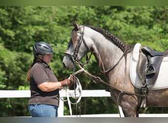 PRE Mestizo, Caballo castrado, 6 años, 167 cm, Tordo rodado