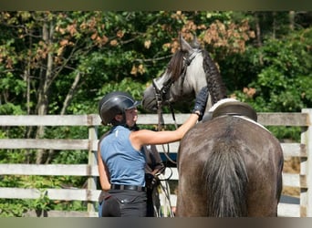 PRE Mestizo, Caballo castrado, 6 años, 167 cm, Tordo rodado