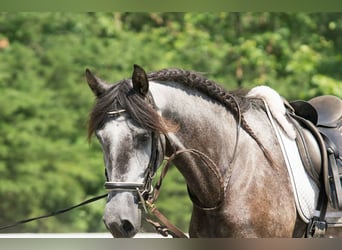 PRE Mestizo, Caballo castrado, 6 años, 167 cm, Tordo rodado