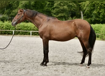 PRE, Caballo castrado, 6 años, 168 cm, Castaño