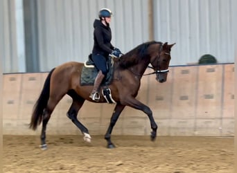 PRE, Caballo castrado, 6 años, 168 cm, Castaño