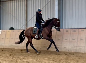 PRE, Caballo castrado, 6 años, 168 cm, Castaño