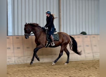 PRE, Caballo castrado, 6 años, 168 cm, Castaño