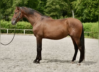 PRE, Caballo castrado, 6 años, 168 cm, Castaño