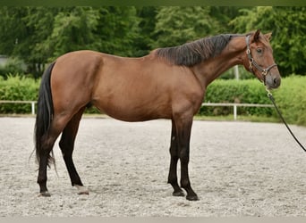 PRE, Caballo castrado, 6 años, 168 cm, Castaño