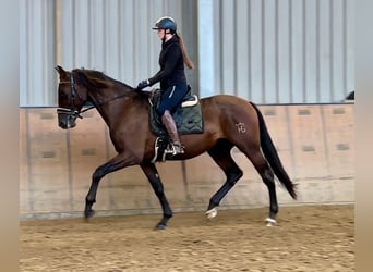 PRE, Caballo castrado, 6 años, 168 cm, Castaño