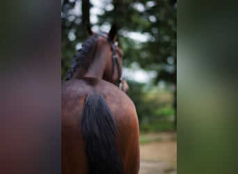 PRE, Caballo castrado, 6 años, 168 cm, Castaño oscuro