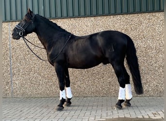 PRE Mestizo, Caballo castrado, 6 años, 168 cm, Negro