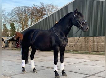 PRE Mestizo, Caballo castrado, 6 años, 168 cm, Negro