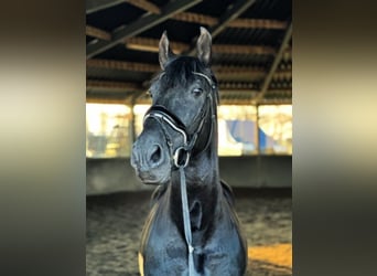 PRE Mestizo, Caballo castrado, 6 años, 168 cm, Negro