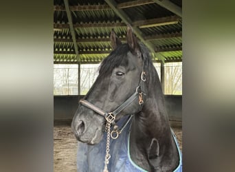 PRE Mestizo, Caballo castrado, 6 años, 168 cm, Negro