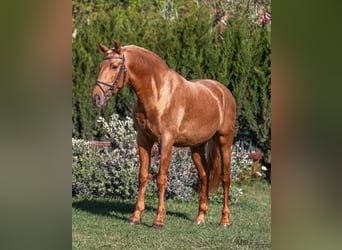 PRE Mestizo, Caballo castrado, 6 años, 168 cm, Palomino