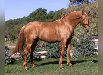 PRE Mestizo, Caballo castrado, 6 años, 168 cm, Palomino