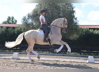 PRE Mestizo, Caballo castrado, 6 años, 168 cm, Palomino