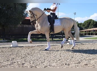 PRE Mestizo, Caballo castrado, 6 años, 168 cm, Palomino