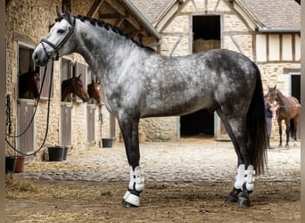 PRE, Caballo castrado, 6 años, 168 cm, Tordo