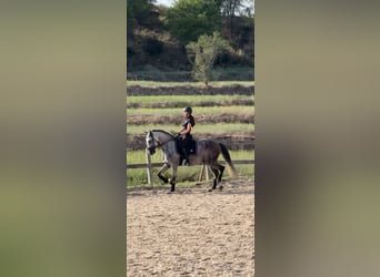 PRE Mestizo, Caballo castrado, 6 años, 168 cm, Tordo