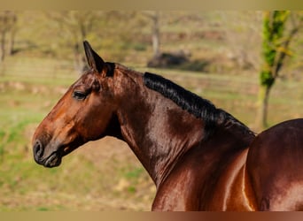 PRE, Caballo castrado, 6 años, 169 cm, Castaño oscuro