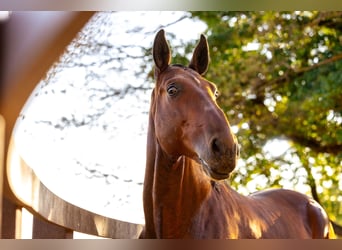 PRE, Caballo castrado, 6 años, 169 cm, Castaño oscuro