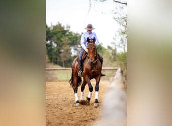 PRE, Caballo castrado, 6 años, 169 cm, Castaño oscuro