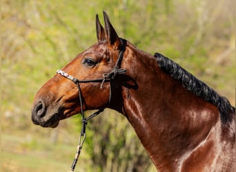 PRE, Caballo castrado, 6 años, 169 cm, Castaño oscuro