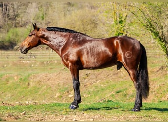 PRE, Caballo castrado, 6 años, 169 cm, Castaño oscuro