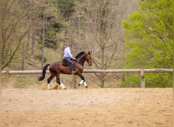 PRE, Caballo castrado, 6 años, 169 cm, Castaño oscuro