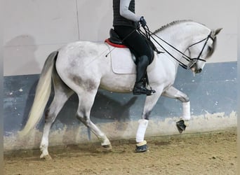 PRE Mestizo, Caballo castrado, 6 años, 169 cm, Tordo