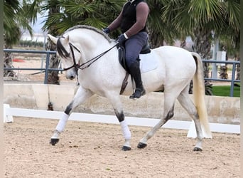 PRE Mestizo, Caballo castrado, 6 años, 169 cm, Tordo