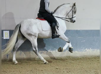 PRE Mestizo, Caballo castrado, 6 años, 169 cm, Tordo