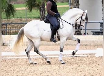 PRE Mestizo, Caballo castrado, 6 años, 169 cm, Tordo