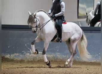 PRE Mestizo, Caballo castrado, 6 años, 169 cm, Tordo