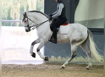 PRE Mestizo, Caballo castrado, 6 años, 169 cm, Tordo