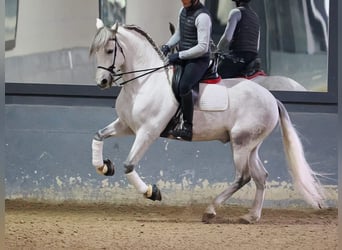 PRE Mestizo, Caballo castrado, 6 años, 169 cm, Tordo