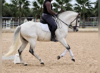 PRE Mestizo, Caballo castrado, 6 años, 169 cm, Tordo