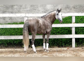 PRE, Caballo castrado, 6 años, 169 cm, Tordo
