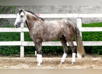 PRE, Caballo castrado, 6 años, 169 cm, Tordo
