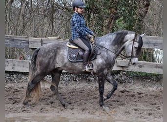 PRE Mestizo, Caballo castrado, 6 años, 169 cm, Tordo rodado