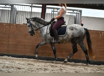 PRE Mestizo, Caballo castrado, 6 años, 169 cm, Tordo rodado