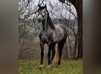 PRE Mestizo, Caballo castrado, 6 años, 169 cm, Tordo rodado