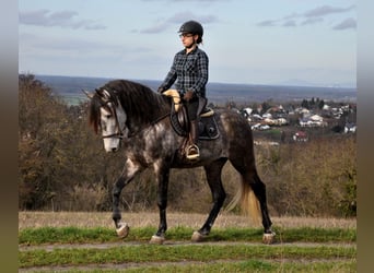 PRE Mestizo, Caballo castrado, 6 años, 169 cm, Tordo rodado