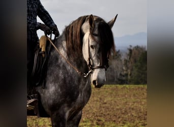 PRE Mestizo, Caballo castrado, 6 años, 169 cm, Tordo rodado