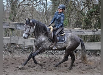 PRE Mestizo, Caballo castrado, 6 años, 169 cm, Tordo rodado