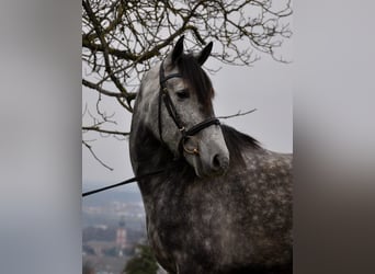 PRE Mestizo, Caballo castrado, 6 años, 169 cm, Tordo rodado